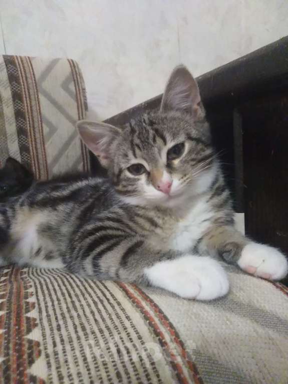 Кошки в Санкт-Петербурге: Мелкий из под колес Мальчик, Бесплатно - фото 5