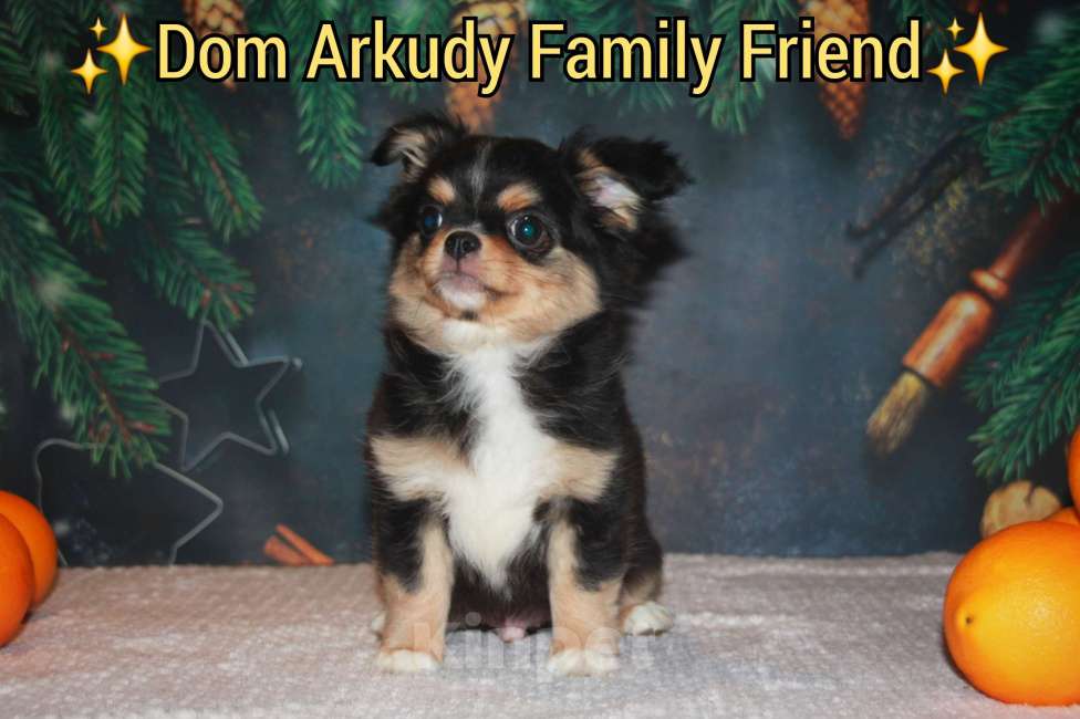 Собаки в Казани: Малыш чихуахуа  Мальчик, 30 000 руб. - фото 6