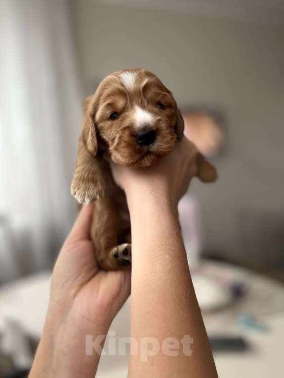 Собаки в Москве: Глория Девочка, 60 000 руб. - фото 1