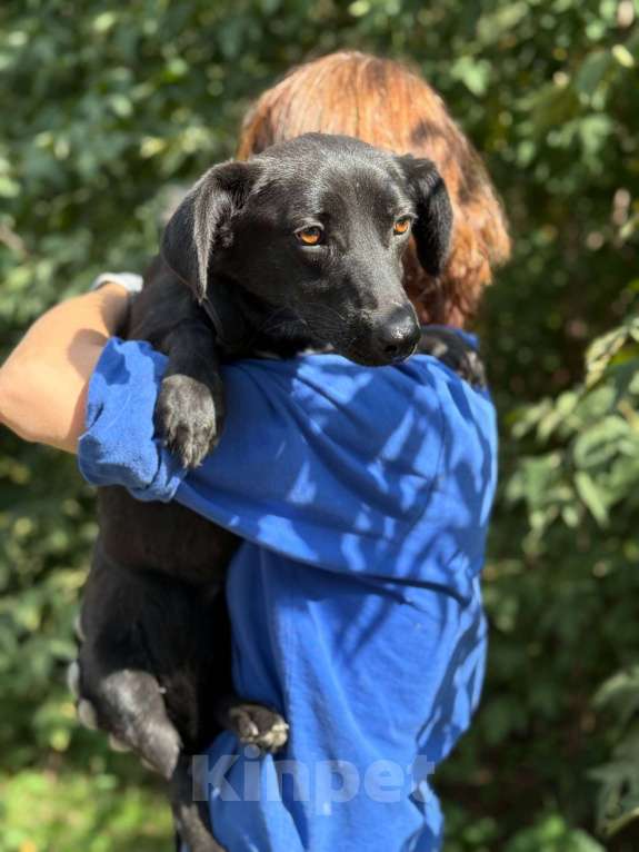 Собаки в Москве: Ирма Девочка, Бесплатно - фото 10