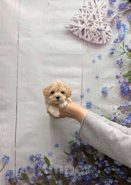 Собаки в Москве: Милая малышка мальтипу Девочка, 70 000 руб. - фото 2