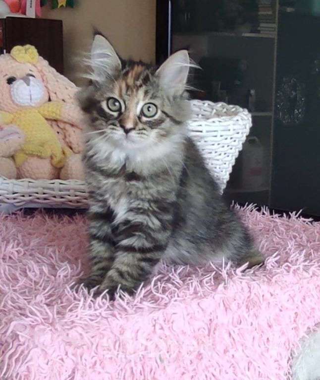 Кошки в Новосибирске: Harley Quinn  Девочка, 70 000 руб. - фото 4