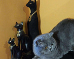 Кошки в Севастополе: Вязка. Чистокровный страйт., 177 руб. - фото 3