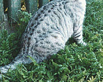 Кошки в Курске: Вязка кота, 900 руб. - фото 2
