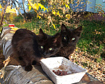 Кошки в Карачеве: Угольки-близнецы, 100 руб. - фото 1