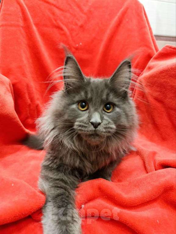Кошки в Москве: Флинт  Мальчик, 70 000 руб. - фото 3