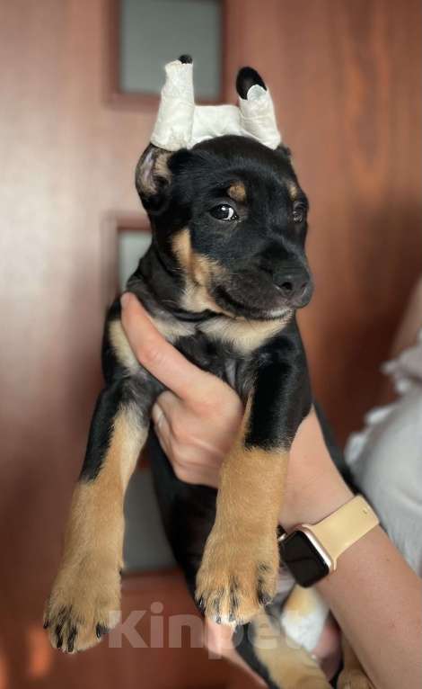 Собаки в Москве: Мексиканская голая собака среднего размера в шерсти Мальчик, 15 000 руб. - фото 2