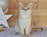 Кошки в Владивостоке: Золотая британская девочка Девочка, 50 000 руб. - фото 3