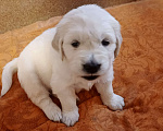Собаки в Екатеринбурге: Щенок золотистого ретривера Мальчик, Бесплатно - фото 3