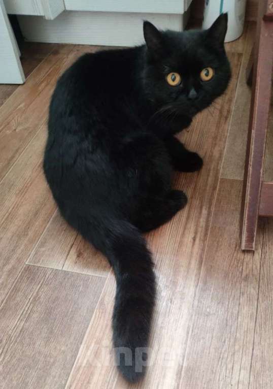 Кошки в Новочеркасске: Взрослая кошечка ищет дом Девочка, Бесплатно - фото 3