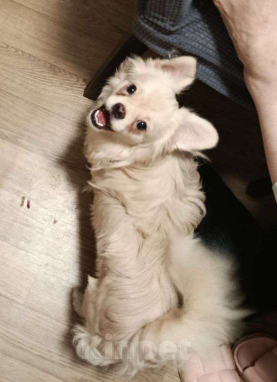 Собаки в Клине: Коржик Мальчик, 1 000 руб. - фото 2