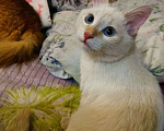 Кошки в Белебее: Пропал кот(почти год), жил в деревне Екатериновка( Башкирия)  Мальчик, Бесплатно - фото 4