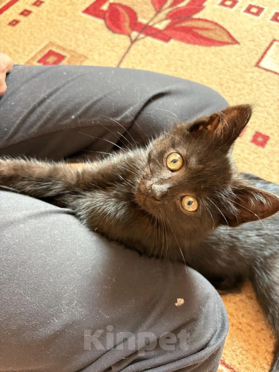 Кошки в Калуге: Котенок-девочка в добрые руки Девочка, Бесплатно - фото 4