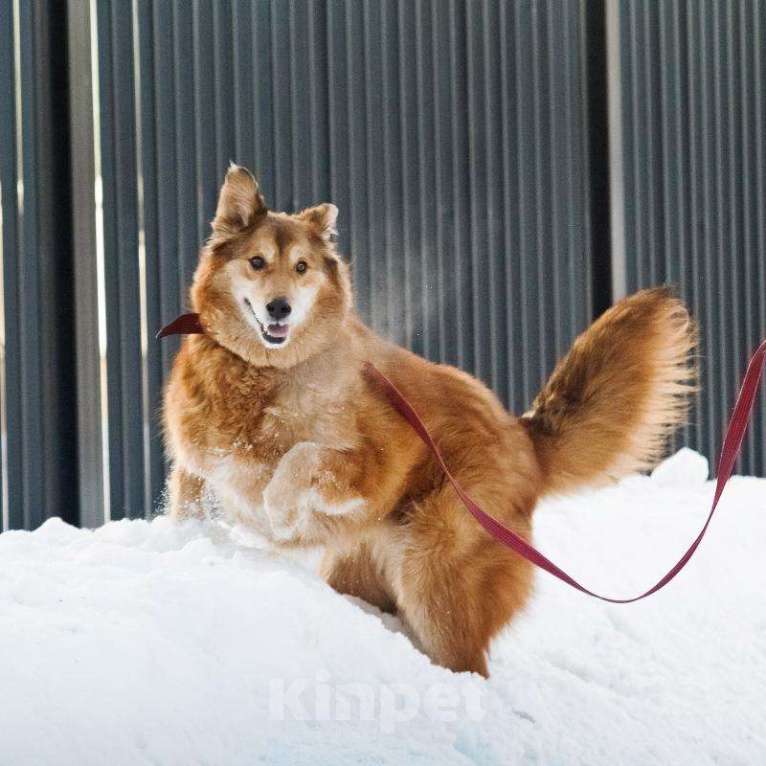 Собаки в Москве: Рыжая пушистая собака-красавица Леди в добрые руки Девочка, 1 руб. - фото 1