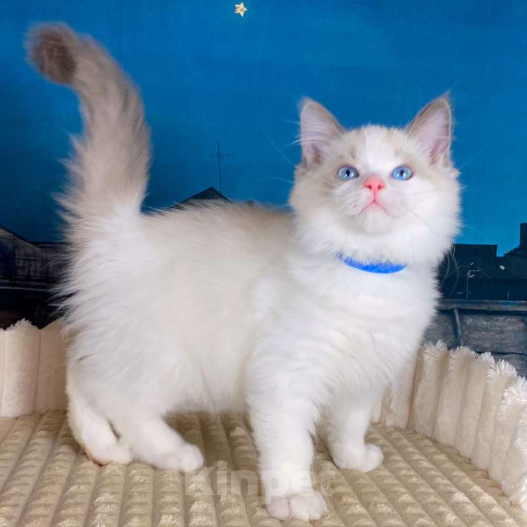 Кошки в Санкт-Петербурге: Клубный котенок РЭГДОЛЛ Мальчик, 85 000 руб. - фото 3