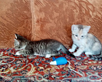 Кошки в Волгограде: Две кошечки ищут дом Девочка, Бесплатно - фото 7