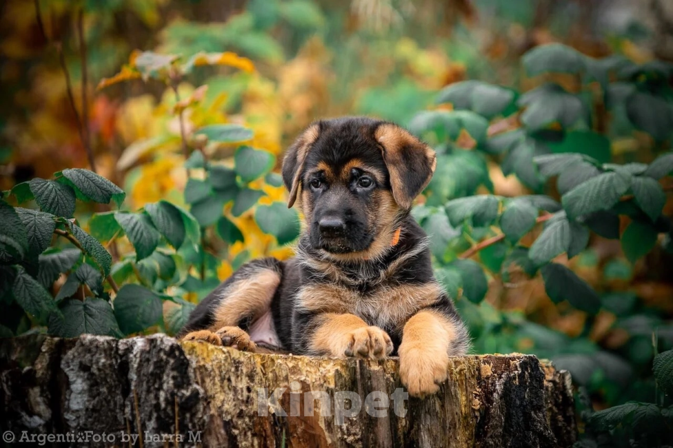 Собаки в Екатеринбурге: Щенки Девочка, Бесплатно - фото 2