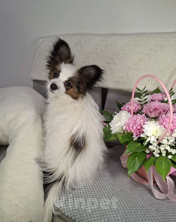 Собаки в Оренбурге: щенки папийона Мальчик, 50 000 руб. - фото 4