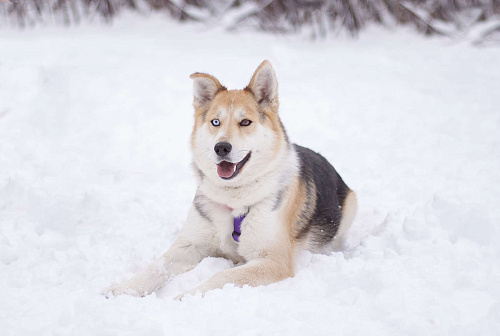 Активная и дружелюбная Дейзи в добрые руки