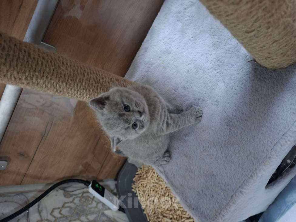 Кошки в Санкт-Петербурге: Продается Шотландский прямоухий мальчик Мальчик, 30 000 руб. - фото 10