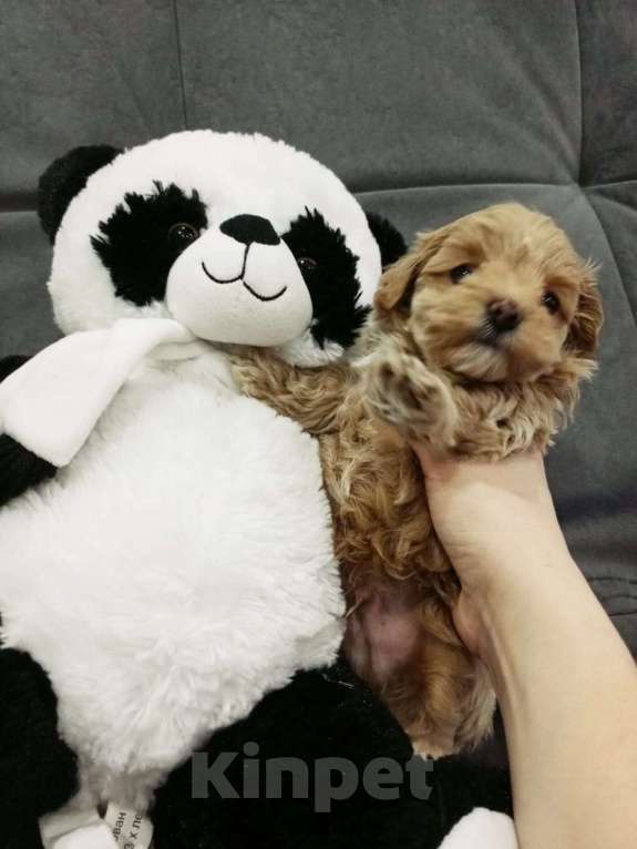 Собаки в Лиски: Мальтипу F1 мини Мальчик, 60 000 руб. - фото 3