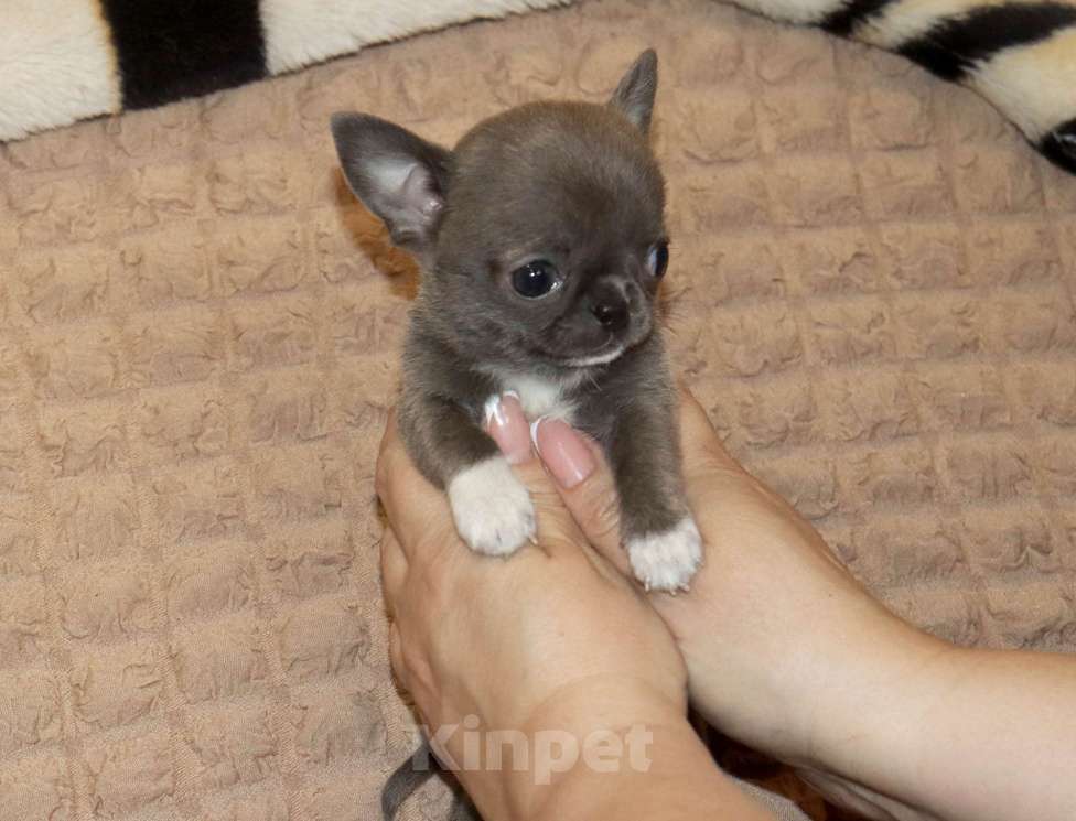 Собаки в Москве: Голубая МИНИ чихуа Девочка, 120 000 руб. - фото 6