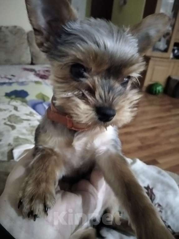 Собаки в других городах Тульской области: Продаются девочки Девочка, 15 000 руб. - фото 4