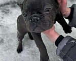 Собаки в Новочебоксарске: Французский бульдог, щенок Айда Девочка, 100 000 руб. - фото 1
