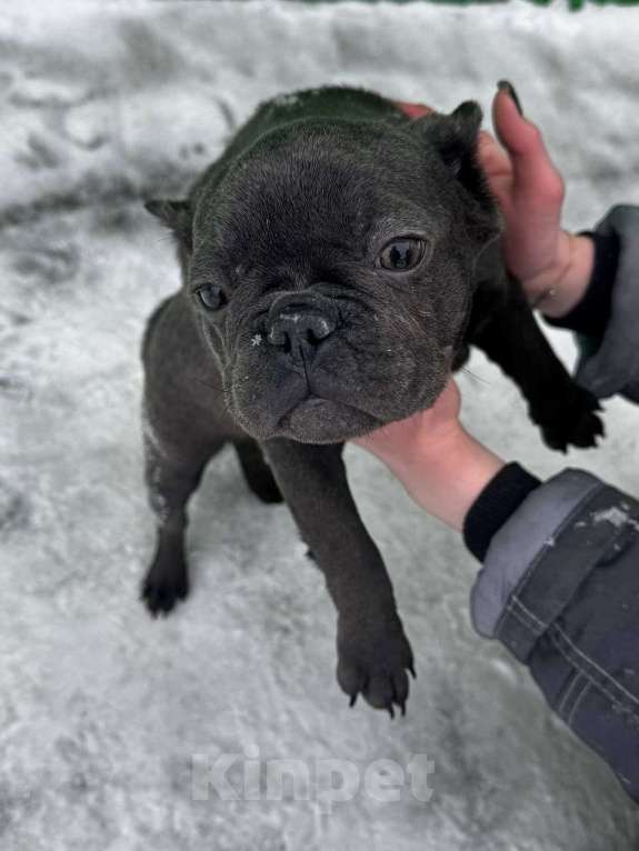 Собаки в Новочебоксарске: Французский бульдог, щенок Айда Девочка, 100 000 руб. - фото 1