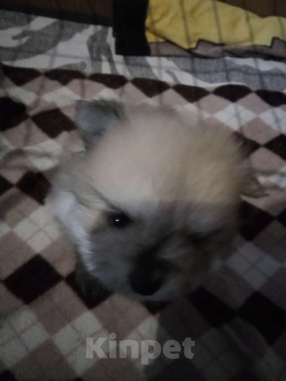 Собаки в Ульяновске: Померанский шпиц Мальчик, 45 000 руб. - фото 2