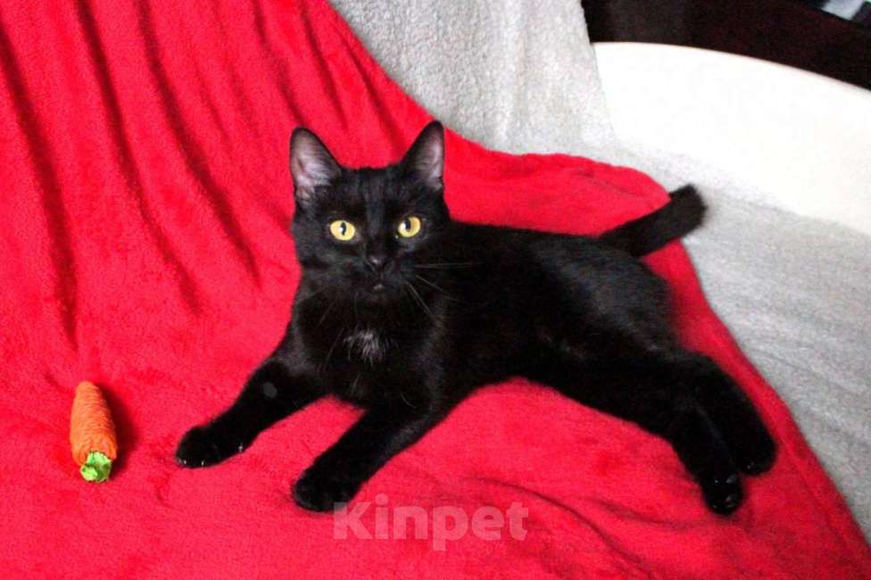 Кошки в Москве: Багира ищет дом! Девочка, Бесплатно - фото 2