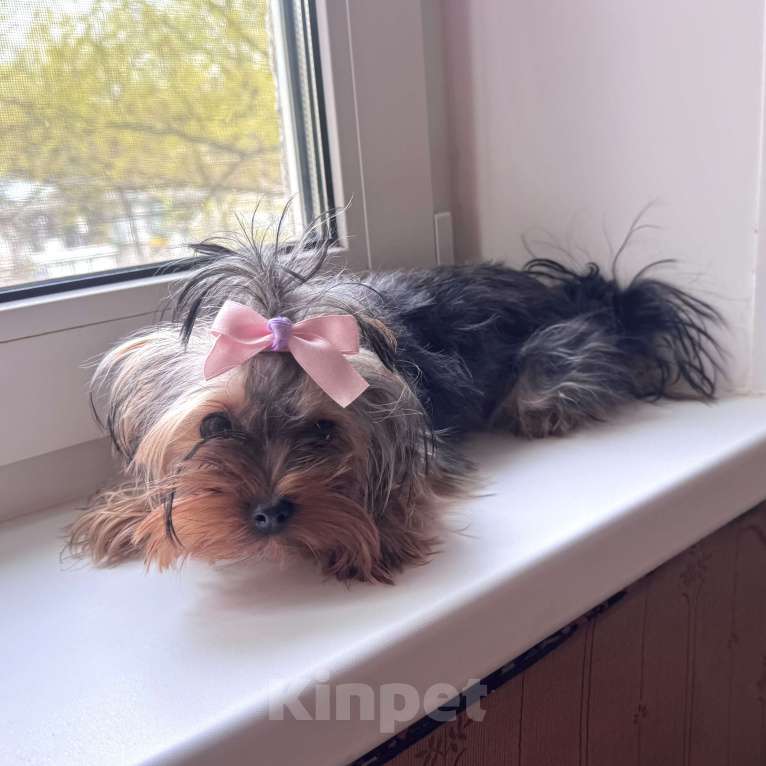 Собаки в Москве: Йоркширский терьер, девочка микро, бейби фейс Девочка, 45 000 руб. - фото 2