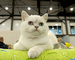 Кошки в Санкт-Петербурге: Британская шиншилла. Мальчик, 25 000 руб. - фото 1