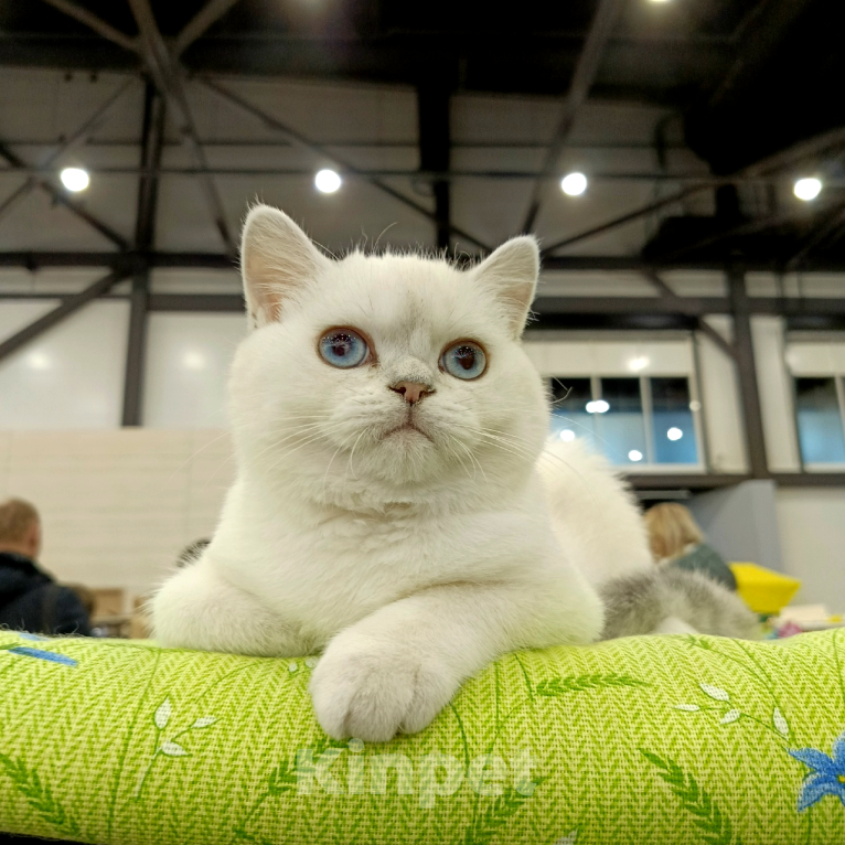 Кошки в Санкт-Петербурге: Британская шиншилла. Мальчик, 25 000 руб. - фото 1