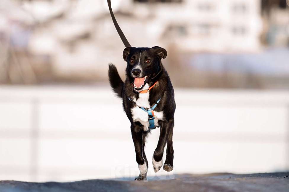 Собаки в Москве: Дизель Мальчик, Бесплатно - фото 2