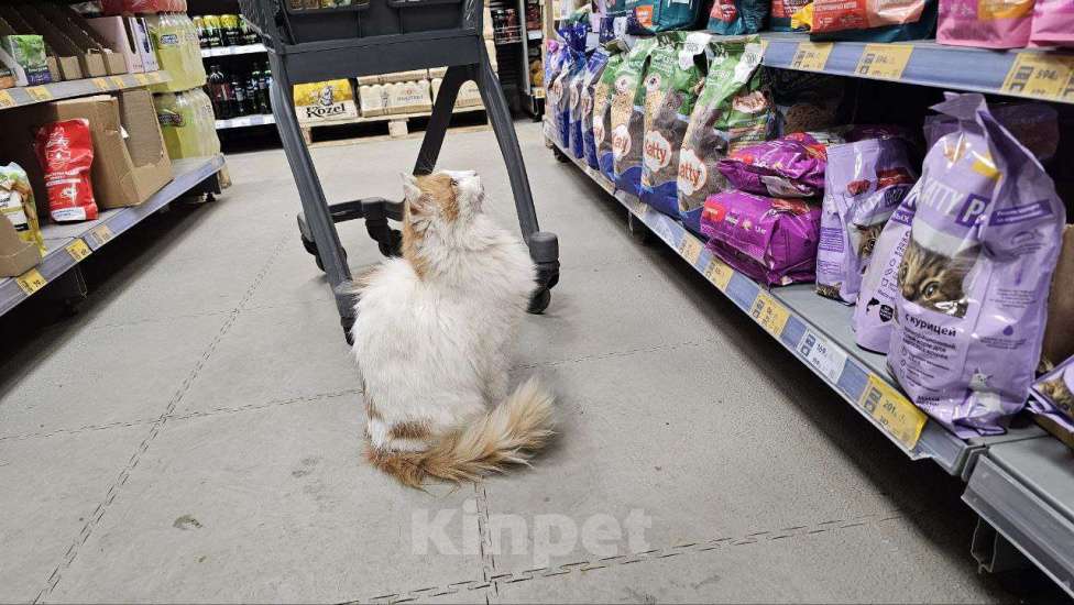 Кошки в Раменском: Кошка Мишель в добрые руки Девочка, Бесплатно - фото 7