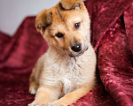 Собаки в Химках: Миниатюрный щенок из приюта ищет дом Девочка, Бесплатно - фото 9