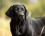 Собаки в других городах Московской области: Черный щенок лабрадора Девочка, 50 000 руб. - фото 2
