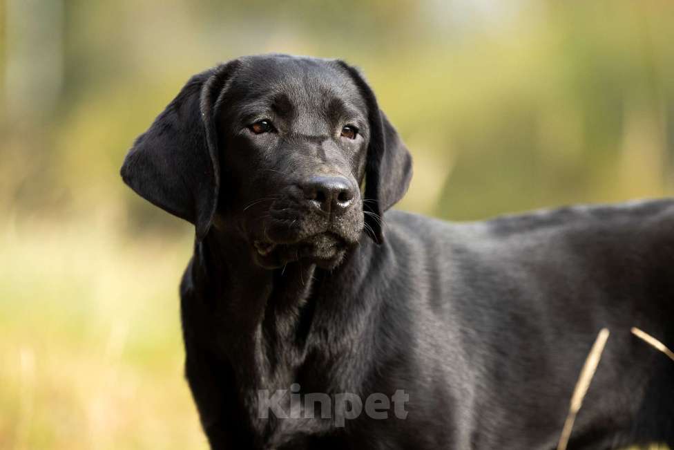 Собаки в других городах Московской области: Черный щенок лабрадора Девочка, 50 000 руб. - фото 2