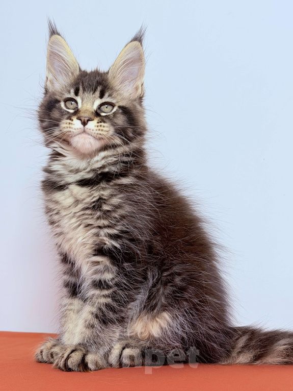 Кошки в других городах Московской области: Эффектная кокетка Девочка, 30 000 руб. - фото 8