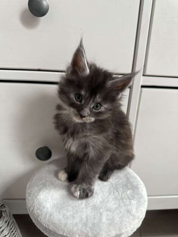 Кошки в Санкт-Петербурге: Котята мейн кун полидакты и классика Разнополые, 50 000 руб. - фото 2