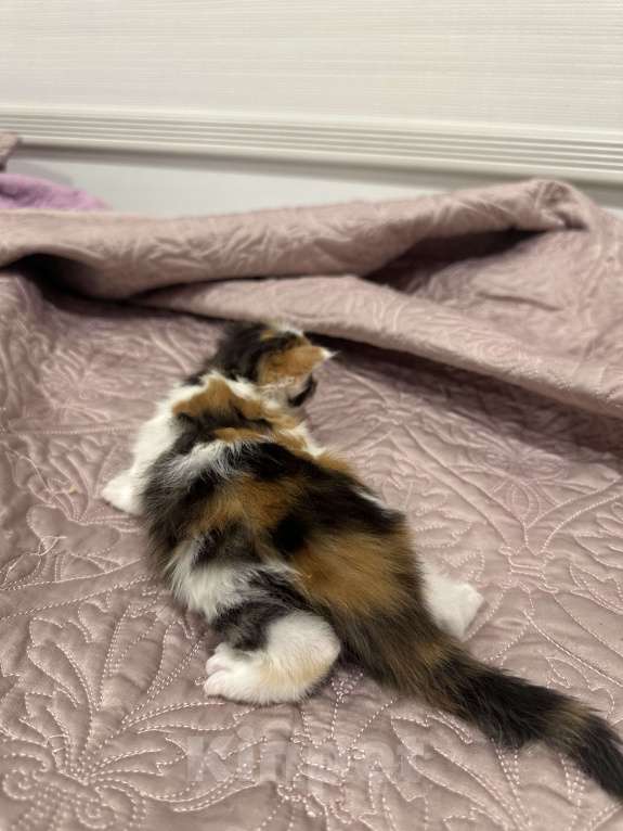 Кошки в Екатеринбурге: Мейн-кун шикарная девочка Девочка, 15 000 руб. - фото 4