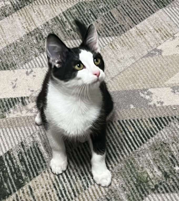 Кошки в других городах Московской области: Ласковый котенок Оскар 3 месяца Мальчик, Бесплатно - фото 4