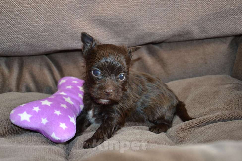 Собаки в Москве: Щенок-мальчик цветного йорка шоколадный Мальчик, 35 000 руб. - фото 4