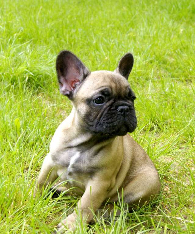 Собаки в Белгороде: Палевы мальчик Мальчик, 20 000 руб. - фото 3