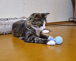 Кошки в Костроме: Котенок в добрые руки Мальчик, Бесплатно - фото 2