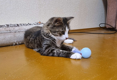 Объявление: Котенок в добрые руки, Бесплатно, Кострома