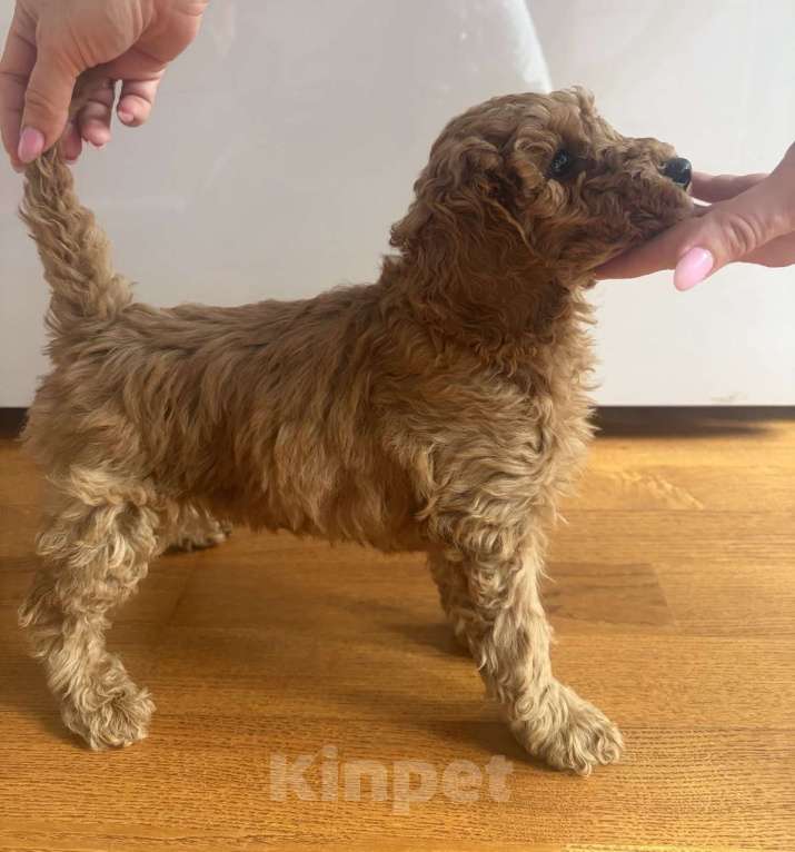 Собаки в Балашихе: Малый пудель, мальчики Мальчик, 40 000 руб. - фото 1