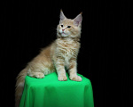 Кошки в Иваново: Котёнок мейн кун ( кремовый мрамор е 22 ).  Мальчик, 45 000 руб. - фото 1
