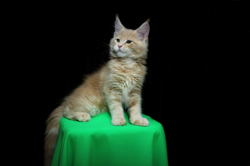 Котёнок мейн кун ( кремовый мрамор е 22 ). 